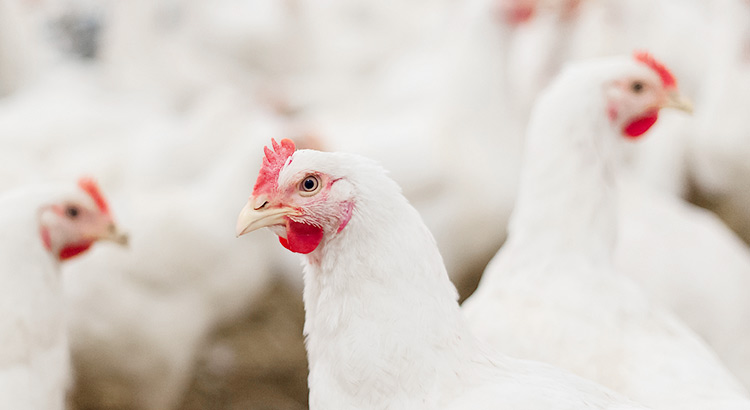 九游老哥J9俱乐部官网 - J9俱乐部老哥互换社区