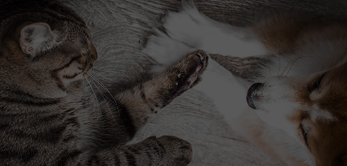 九游老哥J9俱乐部官网 - J9俱乐部老哥互换社区